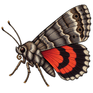 Red Underwing