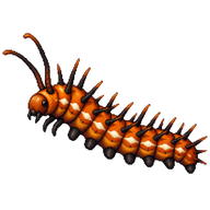 Julia Heliconian Caterpillar