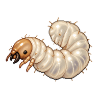 Red Wood Ant Larva