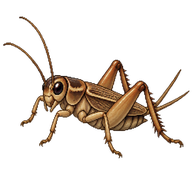 House Cricket