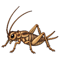 House Cricket Nymph