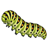 Scarce Swallowtail Caterpillar