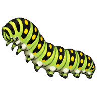 Black Swallowtail Caterpillar