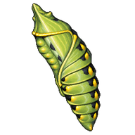 Black Swallowtail Chrysalis