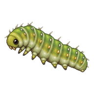 Common Blue Caterpillar
