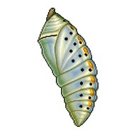 Common Blue Chrysalis