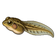 Spring Peeper Tadpole