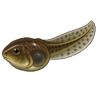 Giant Toad Tadpole