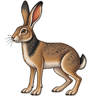 Indian Hare