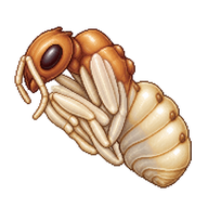 Red Wood Ant Pupa