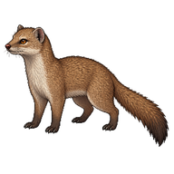Small Indian Mongoose