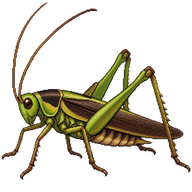 Bush Cricket