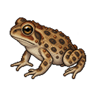 Fowler's Toad Toadlet