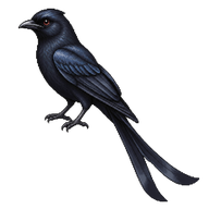Black Drongo
