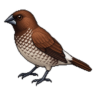 White-rumped Munia