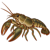 Variable Crayfish