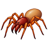 Woodlouse Spider