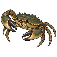 Atlantic mud crab