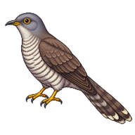 Plaintive Cuckoo