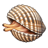 Lagoon Cockle