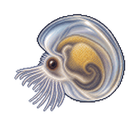 Blue Mussel Larva