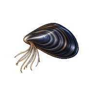 Blue Mussel Juvenile