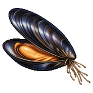 Mediterranean mussel