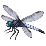 White-tailed Skimmer