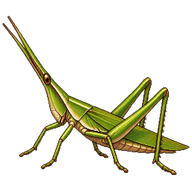Common Cone-headed Grasshopper