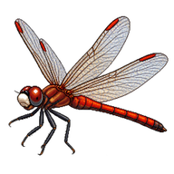 White-faced Meadowhawk