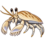 Lucia's Sand Flea