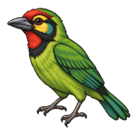 Black-banded Barbet