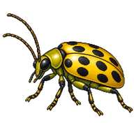 Spotted Cucumber Beetle