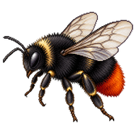Red-tailed Bumblebee