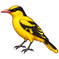 Black-naped Oriole
