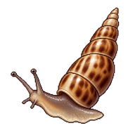 Miniature Awlsnail