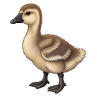 Swan Goose Gosling