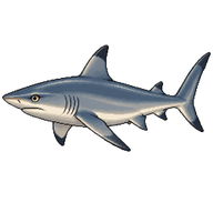 Brazilian Sharpnose Shark