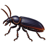 Priacma bleach beetle