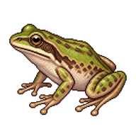 California Chorus Frog