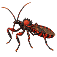 Assassin Bug