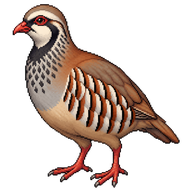 Red-legged Partridge