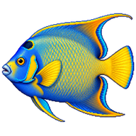Queen angelfish