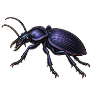 Rough Violet Ground Beetle