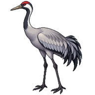 Common Crane