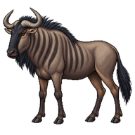 Blue Wildebeest