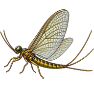 Green Drake Mayfly