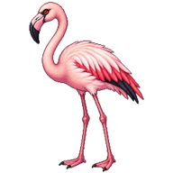 Lesser Flamingo