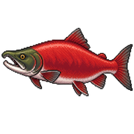 Sockeye Salmon