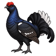 Black Grouse